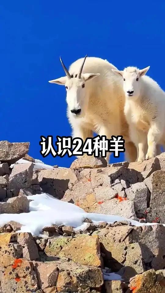 科普24种不同品种的羊,你认识几种?