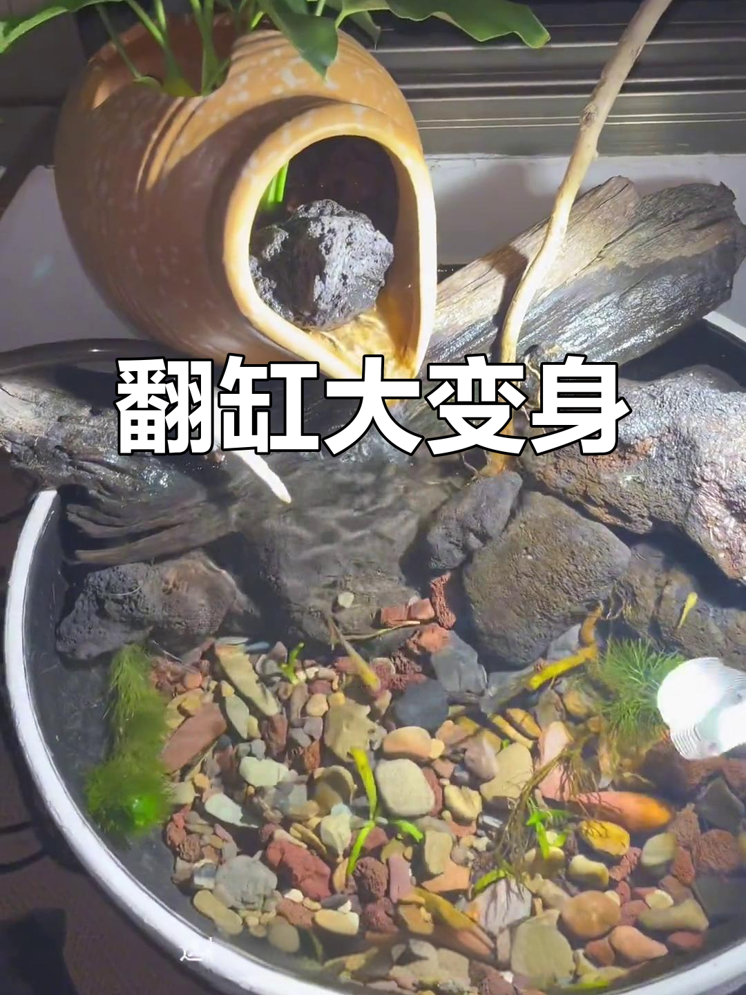 改造鱼缸，焕然一新！植物和火山石让水质更清澈