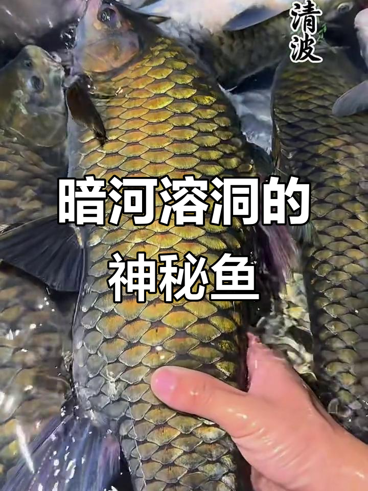 贵州暗河溶洞中的奇特鱼类，你认识几种？