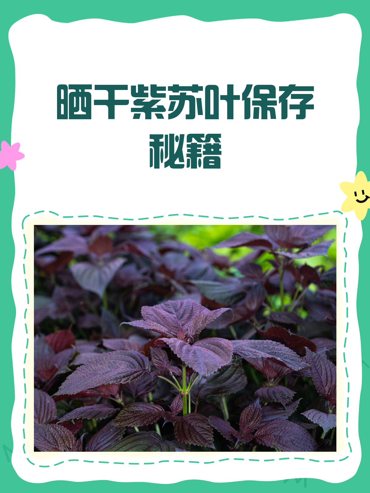 晒干紫苏叶怎么保存?教你一招长期保鲜!