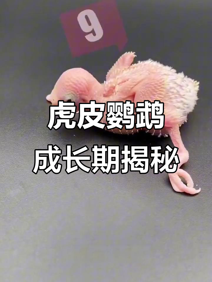 虎皮鹦鹉幼鸟成长全过程,30天变化惊人