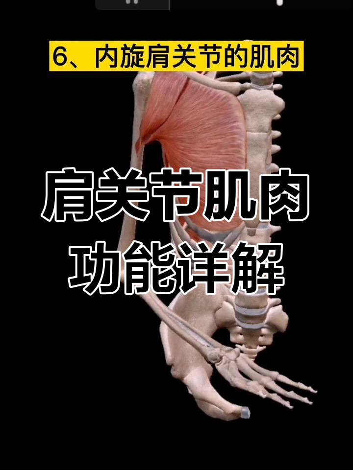 肩带肌群全解析:从屈伸到外旋内收
