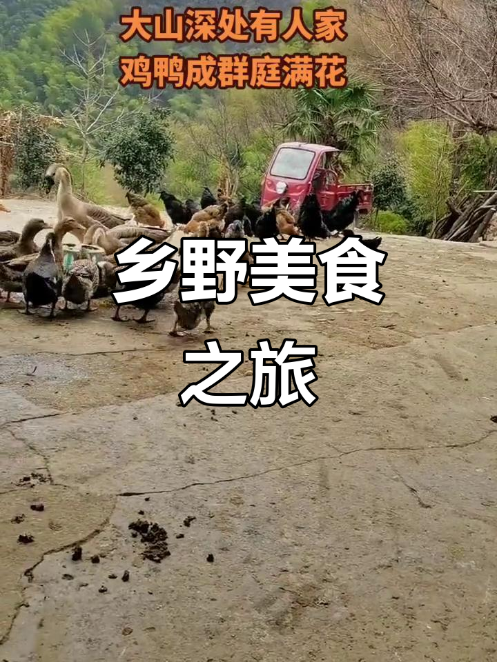 乡村静谧,鸡鸭鹅群共舞,今晚美味不可挡