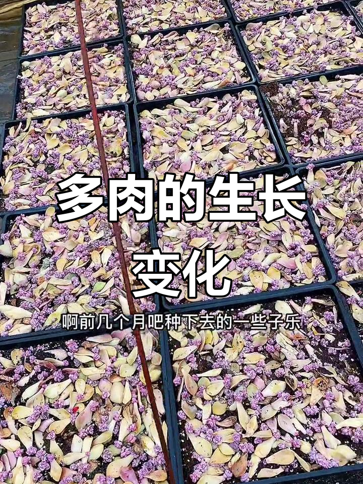 从种子到多肉,成长过程超有趣