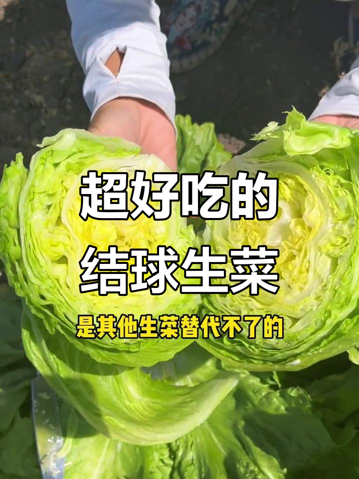 结球生菜:脆嫩美味,做沙拉、汉堡包都超赞