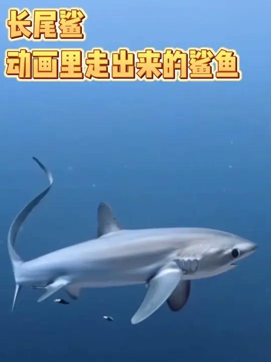 动画质感的鲨鱼-长尾鲨