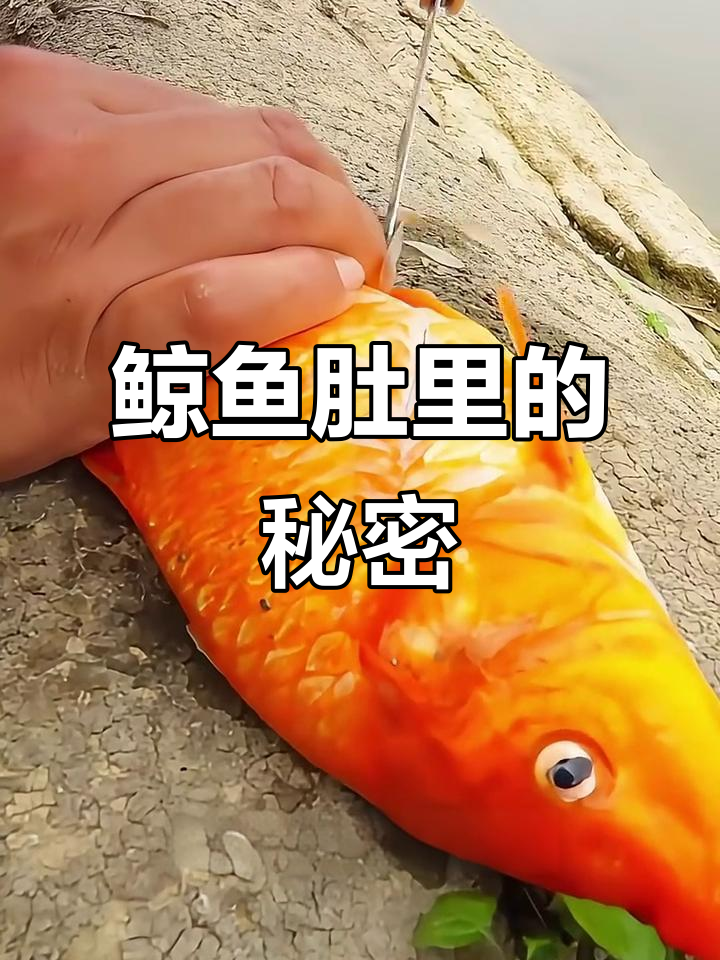 女人捡死鲸鱼,肚子里竟藏着这么多宝贝!