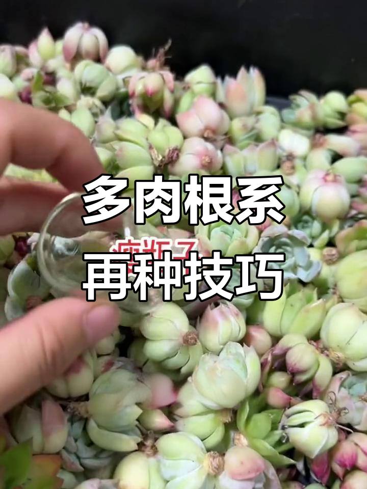 空气生根法,让多肉快速服盆!