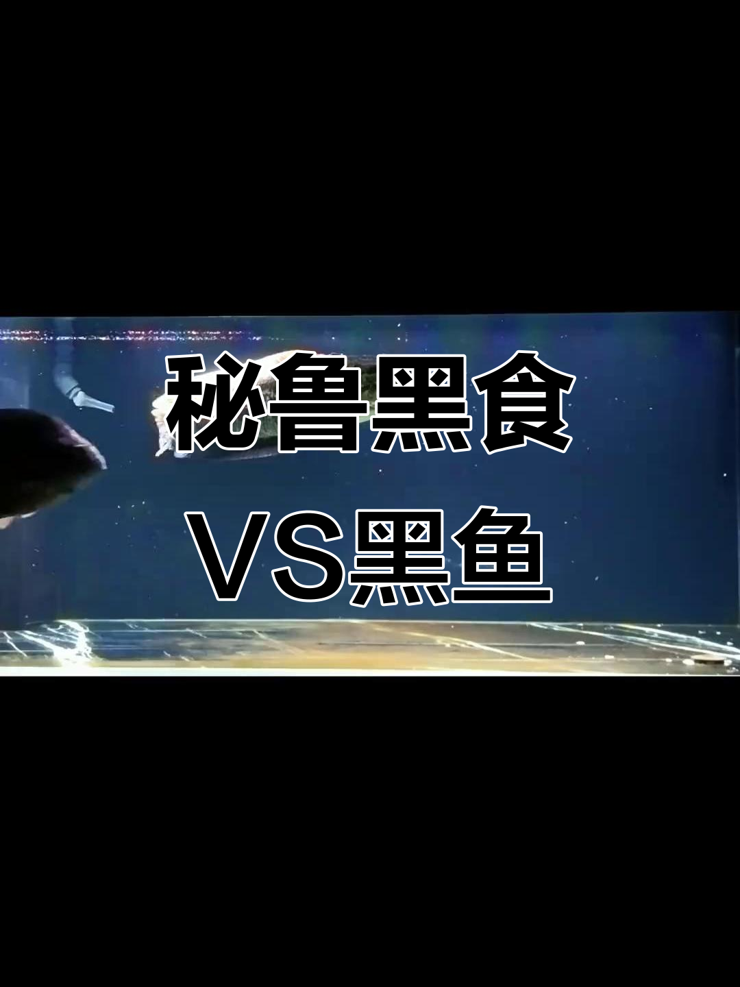 黑食水虎与黑鱼大比拼,秘鲁普黑的蟒纹魅力