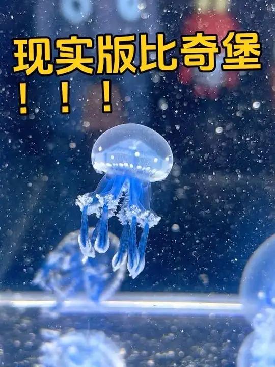 海绵宝宝里的彩蛋角色?!