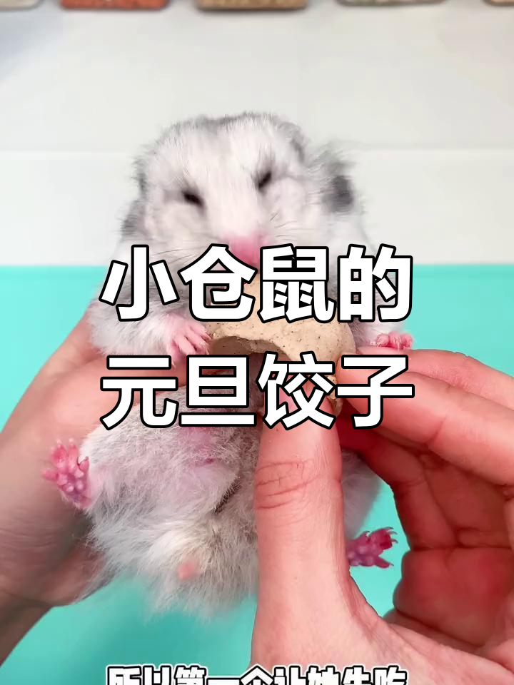 仓鼠元旦吃饺子,迎接新年