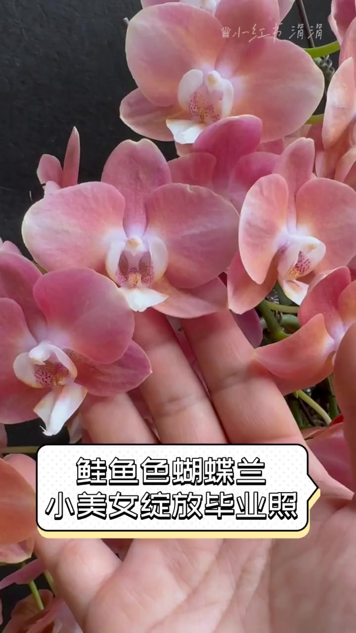 鲑鱼色蝴蝶兰,小美女绽放毕业照