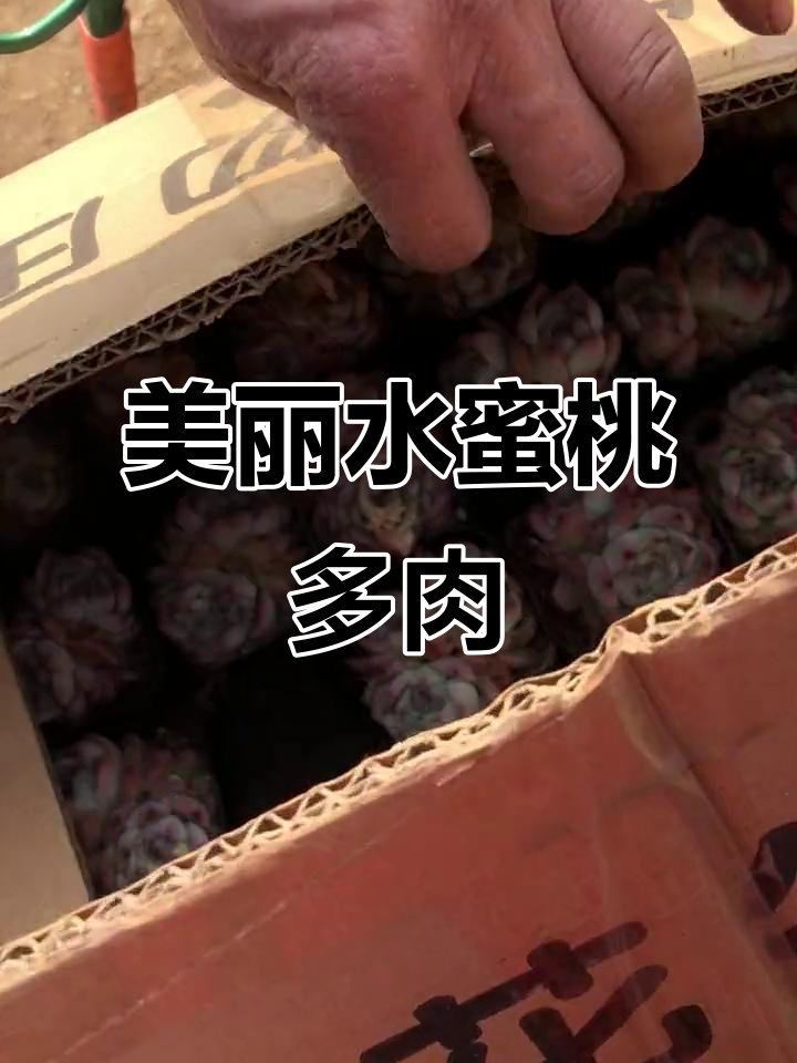 水蜜桃大揭秘！多肉植物超美，每个都有独特暗纹
