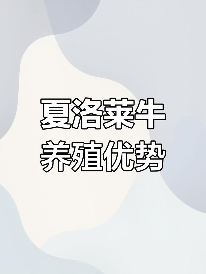 夏洛莱牛:法国大型肉牛品种介绍