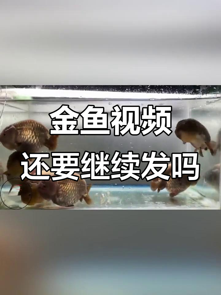坚持分享金鱼视频,努力真的没用吗?