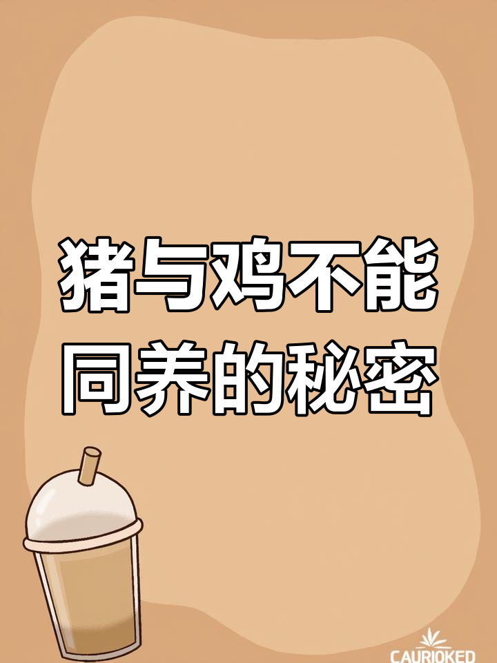 猪和鸡能否一起养?揭秘原因