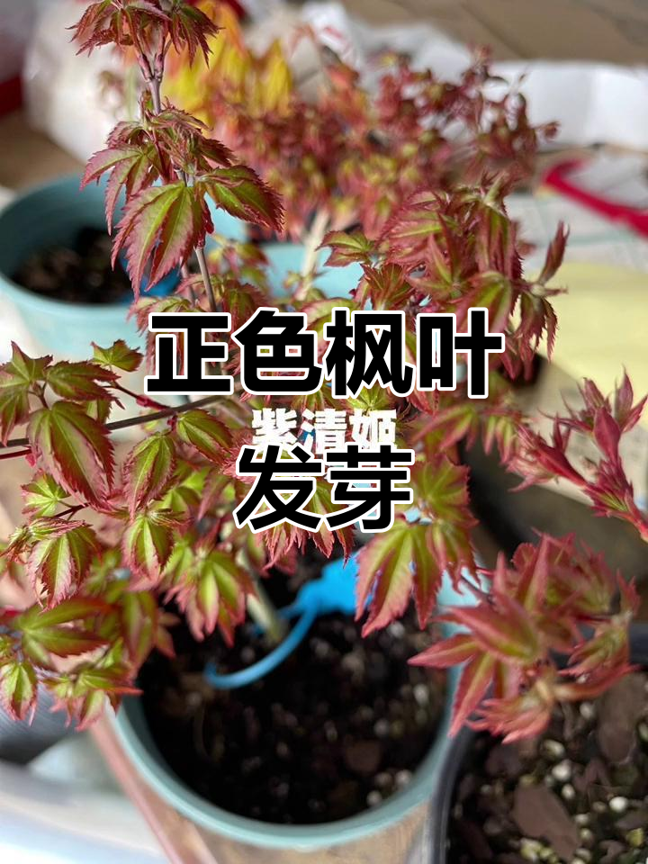 自然温度下枫叶发芽,颜色更正!