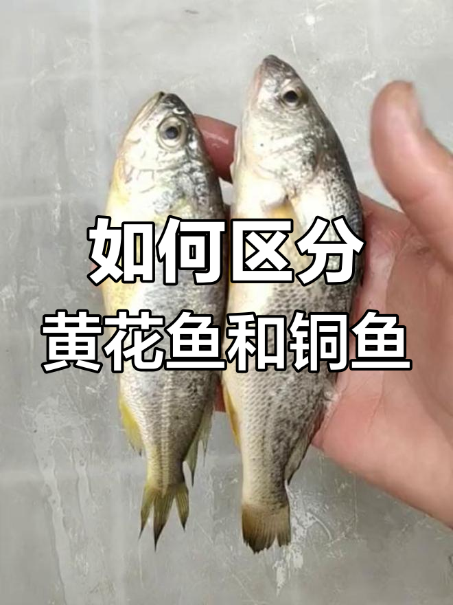 黄花鱼与黄姑鱼的差异解析