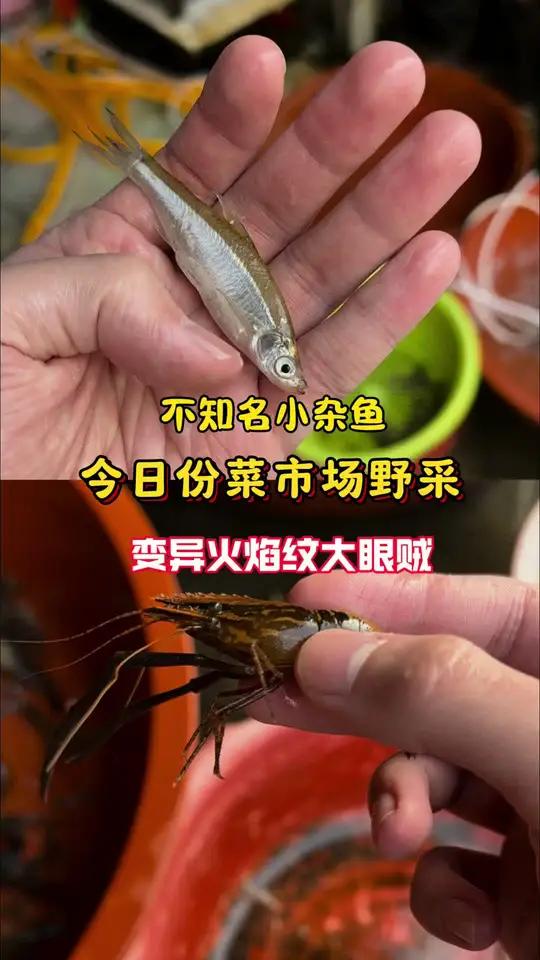 菜市场野采超多小杂鱼,变异大眼贼