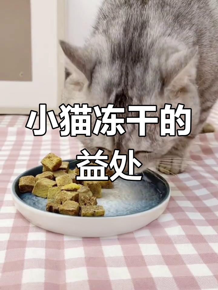 猫咪吃冻干的好处,营养又增肥