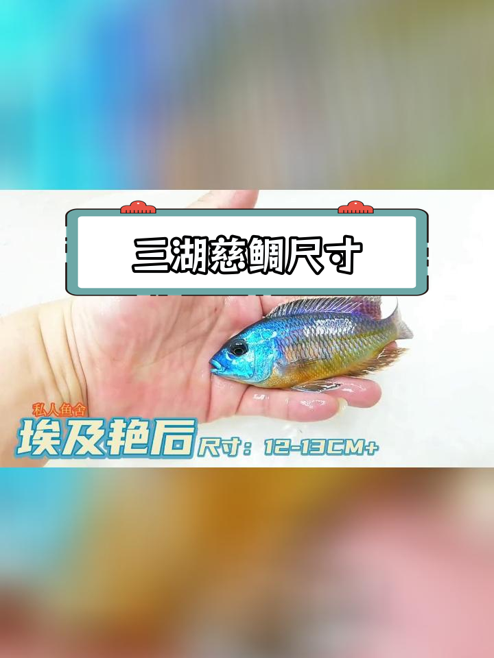三湖慈鲷埃及艳后马鲷,12-13cm观赏鱼
