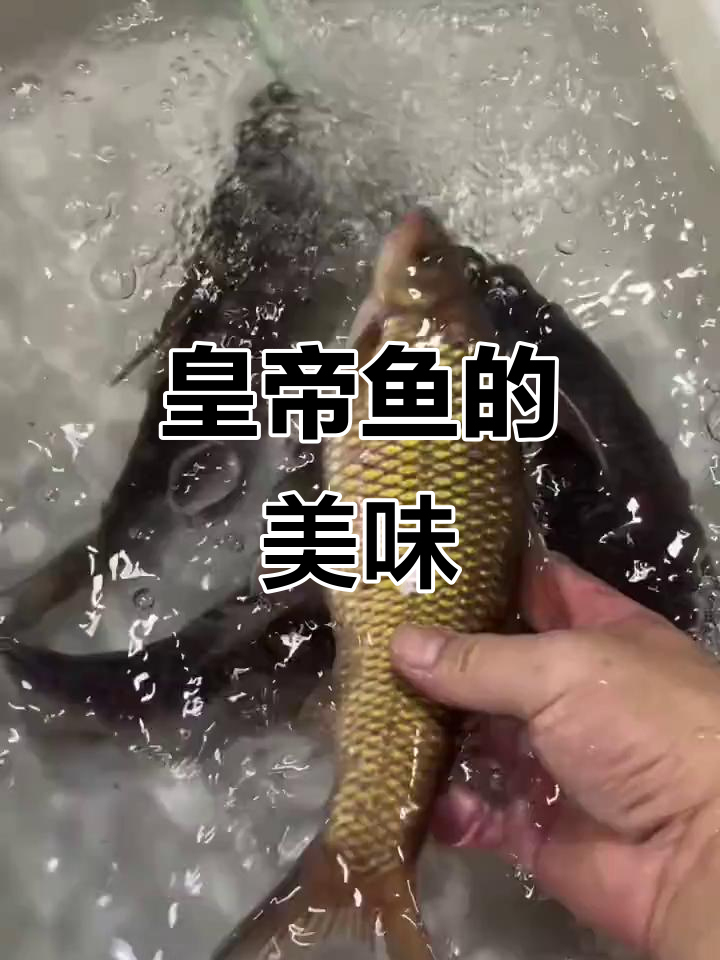 西江嘉鱼：皇帝鱼的独特美味，吃不起系列