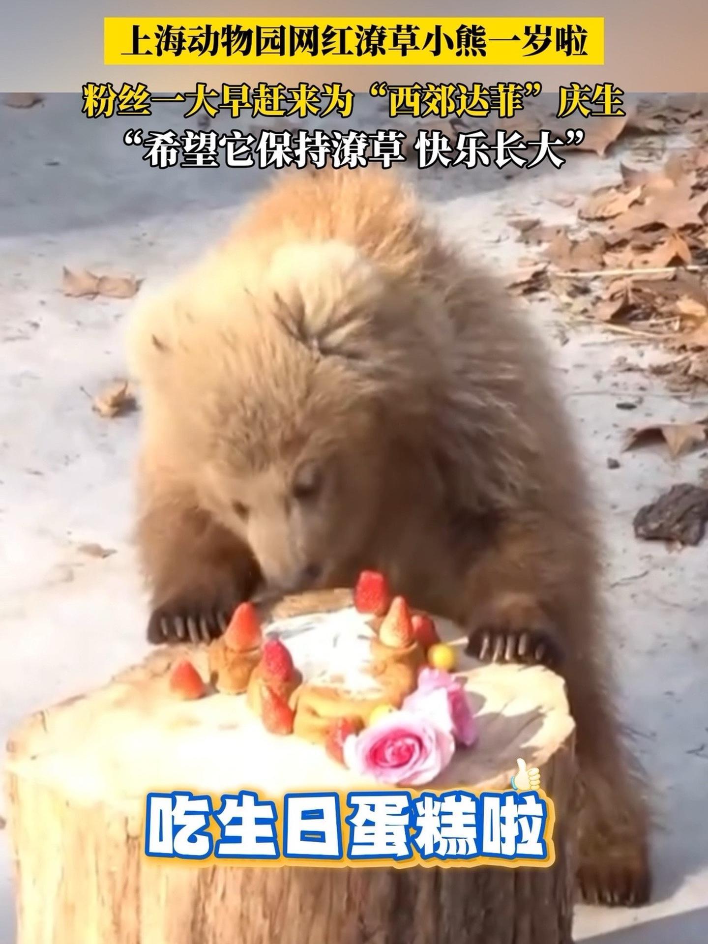 上海动物园网红潦草小熊一岁啦!粉丝一大早赶来为西郊达菲庆生:希望军军保持潦草,快乐长大 潦