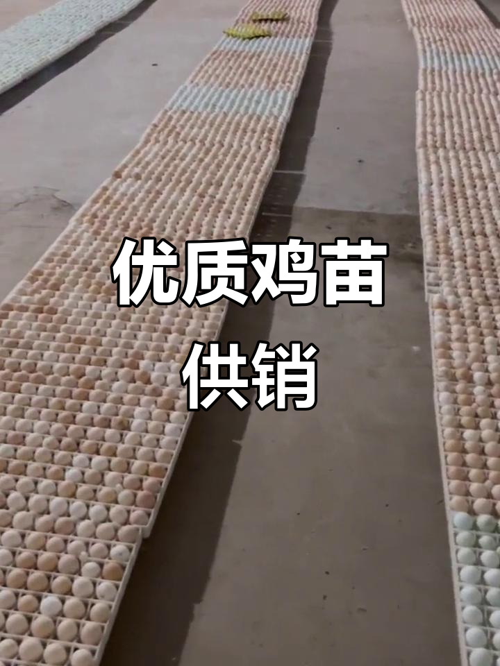 常年供应优质鸡苗，农村散养土鸡孵化场