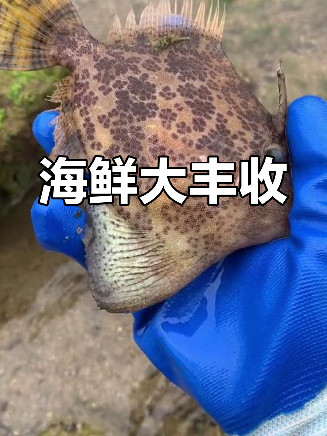 富贵今天抓到大海鳝鱼和大石斑,收获满满