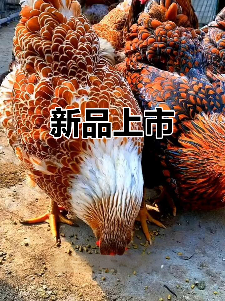老婆迷上了怀特鱼鳞鸡,新品种登场!