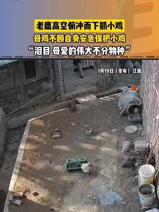 老鹰高空俯冲而下抓小鸡,母鸡不顾自身安危保护小鸡,泪目,母爱的伟大不分物种