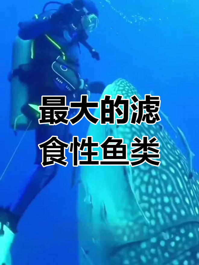 世界上最重的鲸鲨,温和的巨型海洋生物