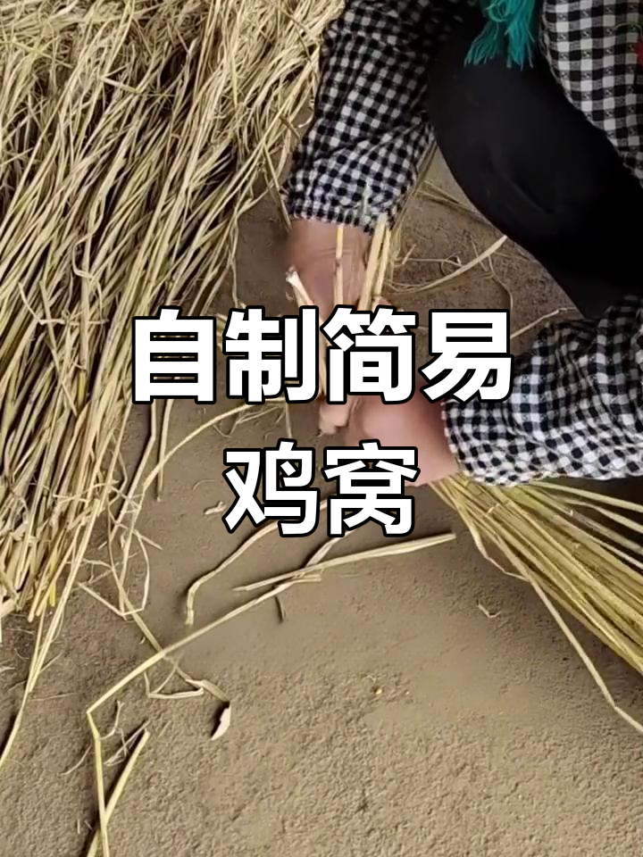 稻草编鸡窝的技巧