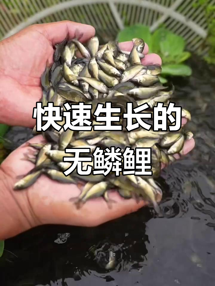 这种无鳞鲤鱼生长迅速,抗病力强,一年能长到5斤!
