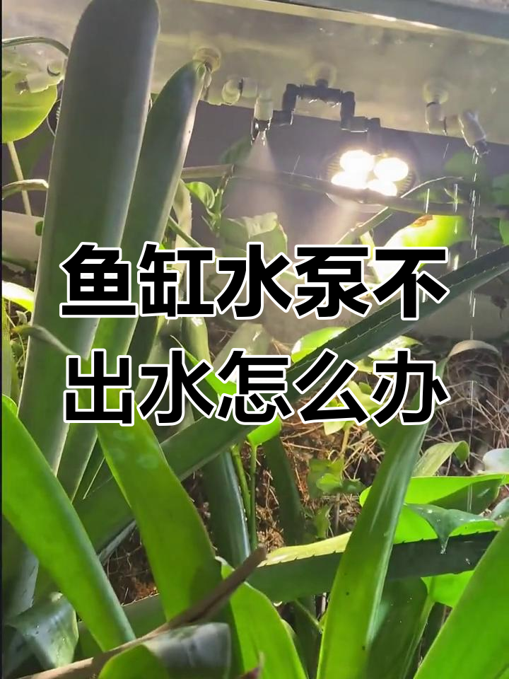水泵不喷水?解决鱼缸堵塞问题的小技巧