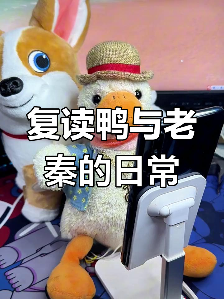 老秦的复读鸭搞笑日常,呆萌玩偶引发爆笑