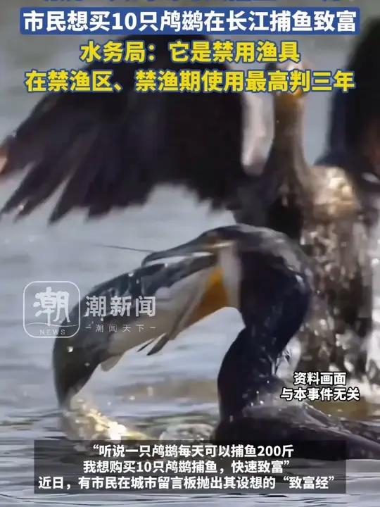 市民想买10只鸬鹚在长江捕鱼致富,水务局:鸬鹚是禁用渔具,在禁渔区、禁渔期使用最高可判三年