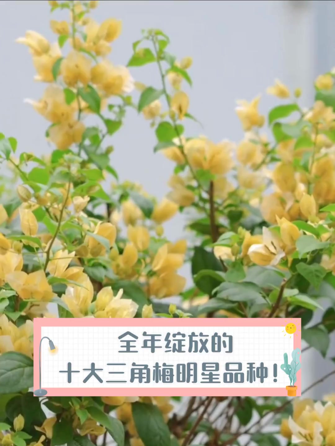 全年绽放的,十大三角梅明星品种!