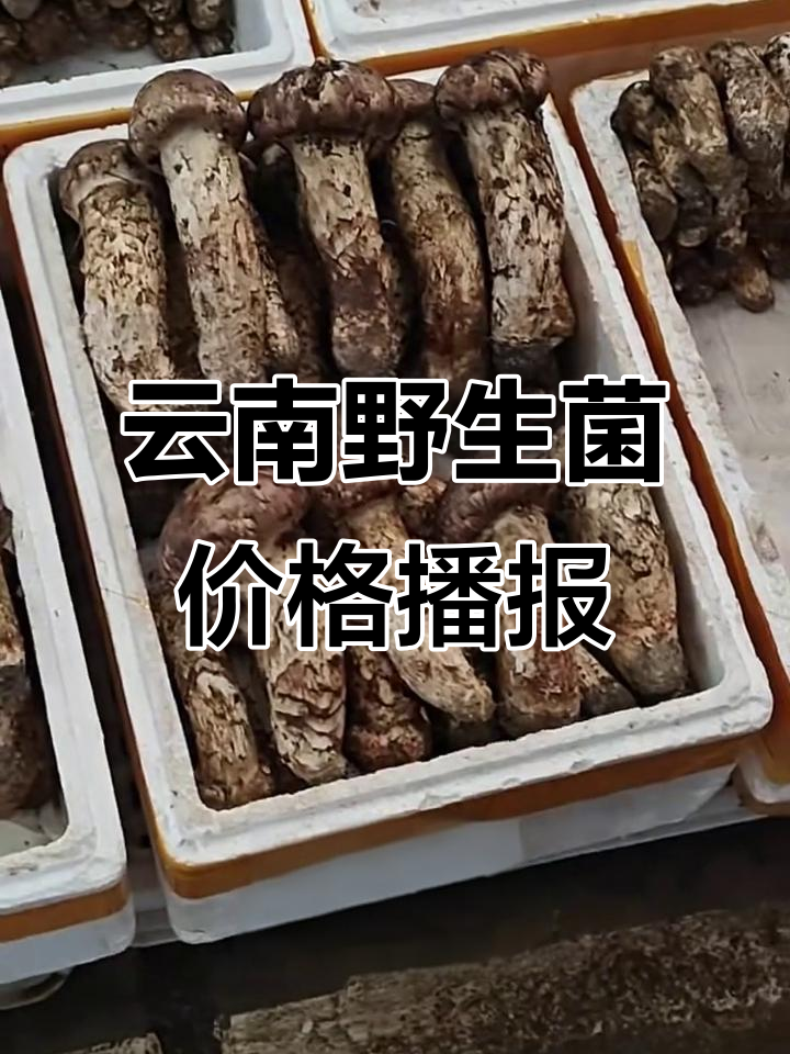 9月26日云南野生菌市场价格大揭秘,松茸、鸡鬃等品种报价一览