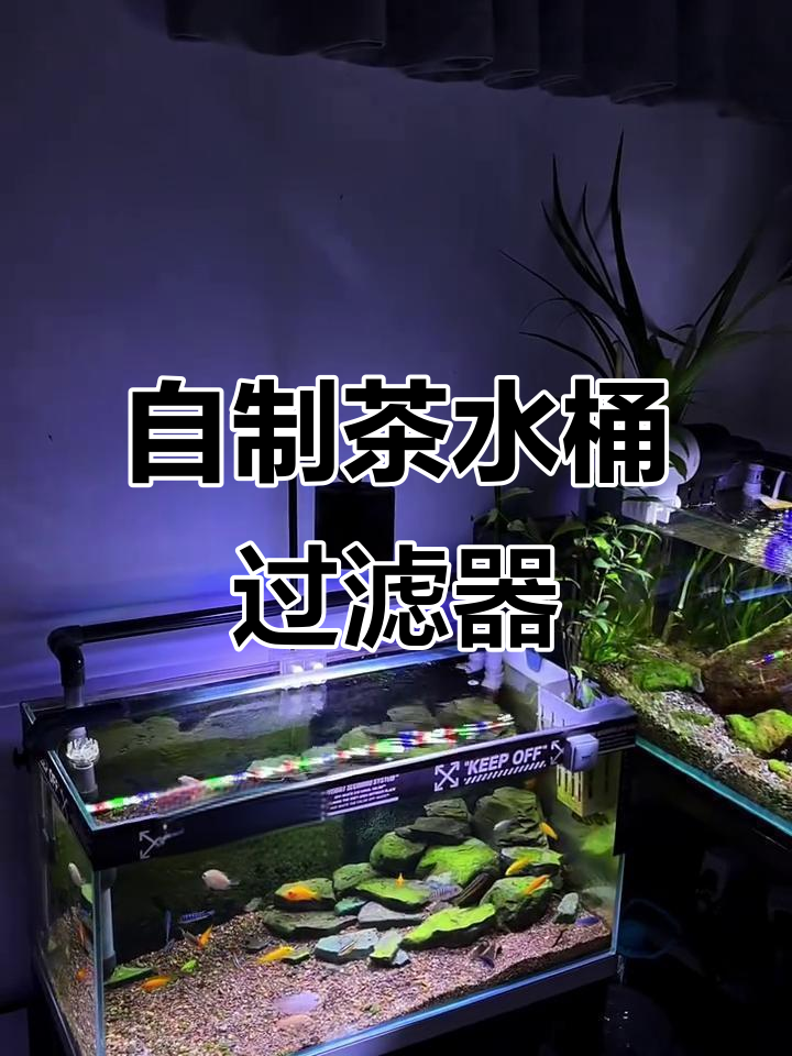 鱼缸过滤新选择:茶水桶DIY,轻巧又高效