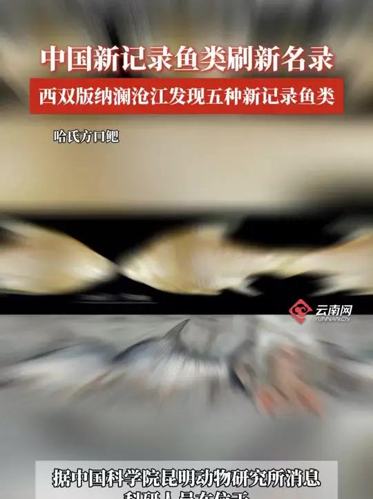 中国新记录鱼类+5,云南西双版纳澜沧江流域有新发现。据中国科学院昆明动物研究所消息,近期科