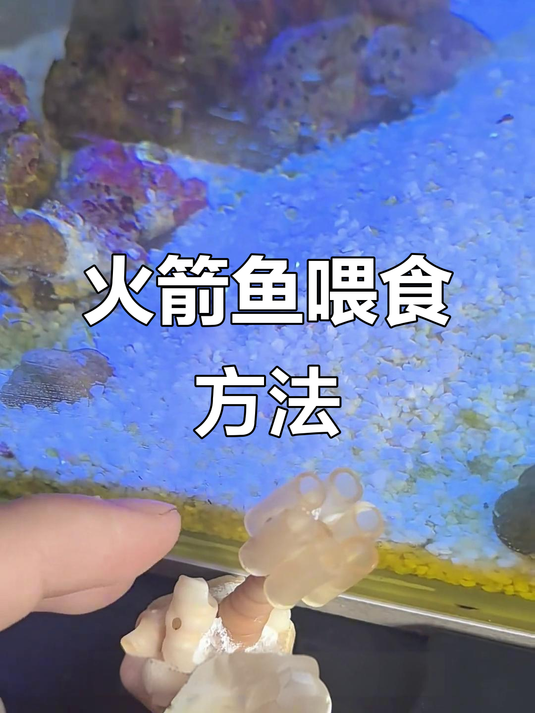 三节火箭驯食技巧大揭秘,如何让它开口吃饵料