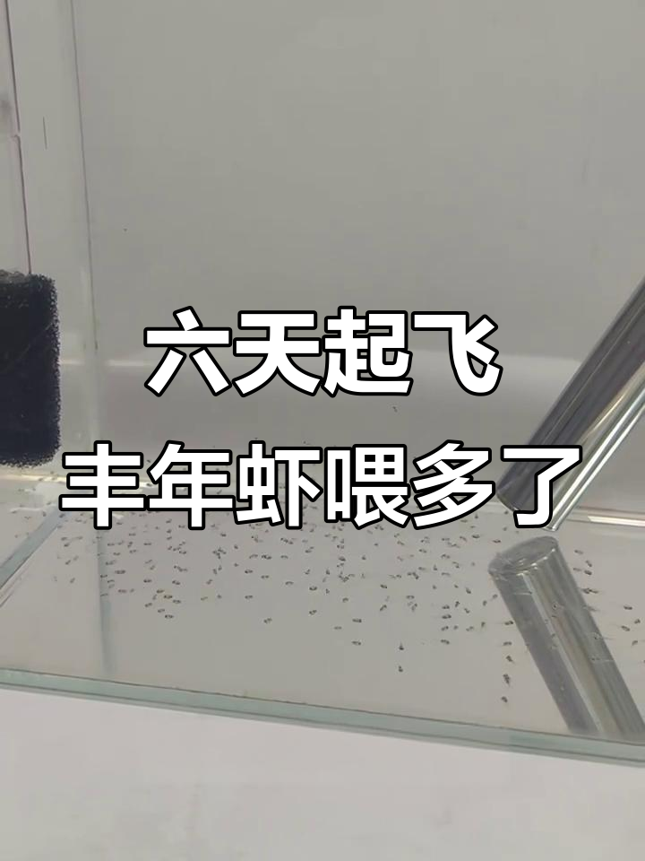 燕鱼宝宝六天全飞,丰年虾喂得肚子都变橙了