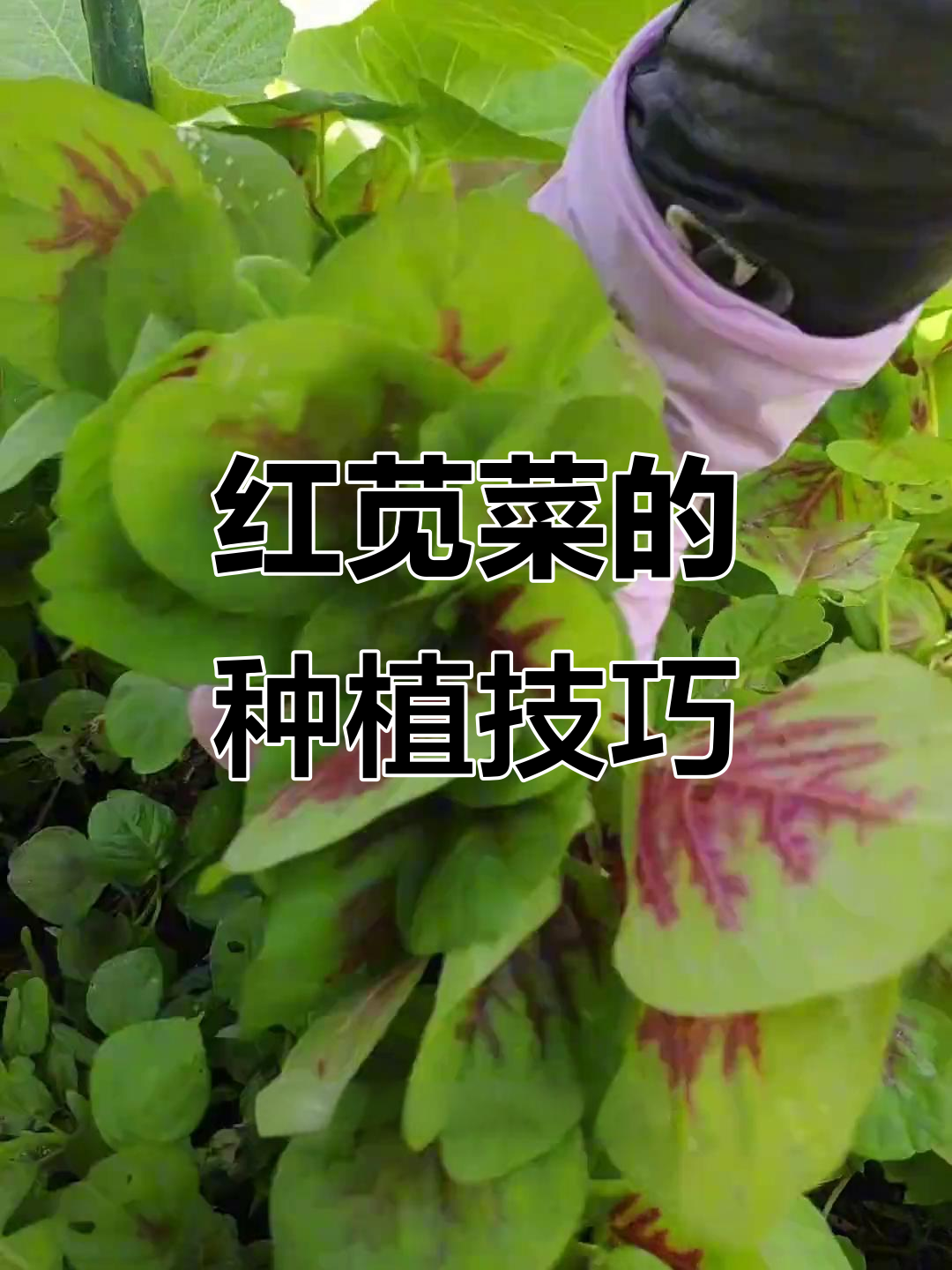 夏季播种红苋菜,浅根适合与高植物套种
