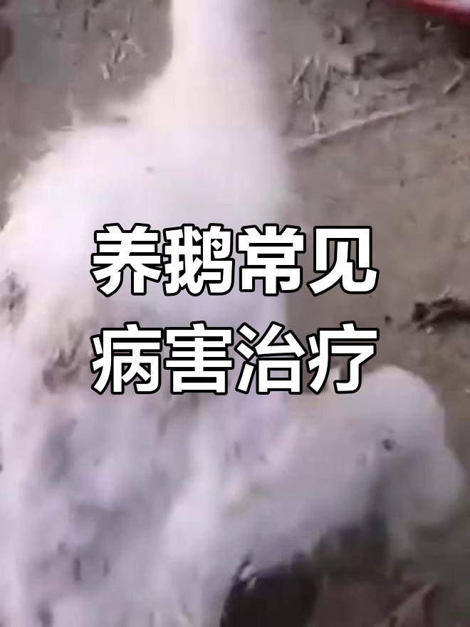 鹅病防治:从摇摇晃晃到恢复健康