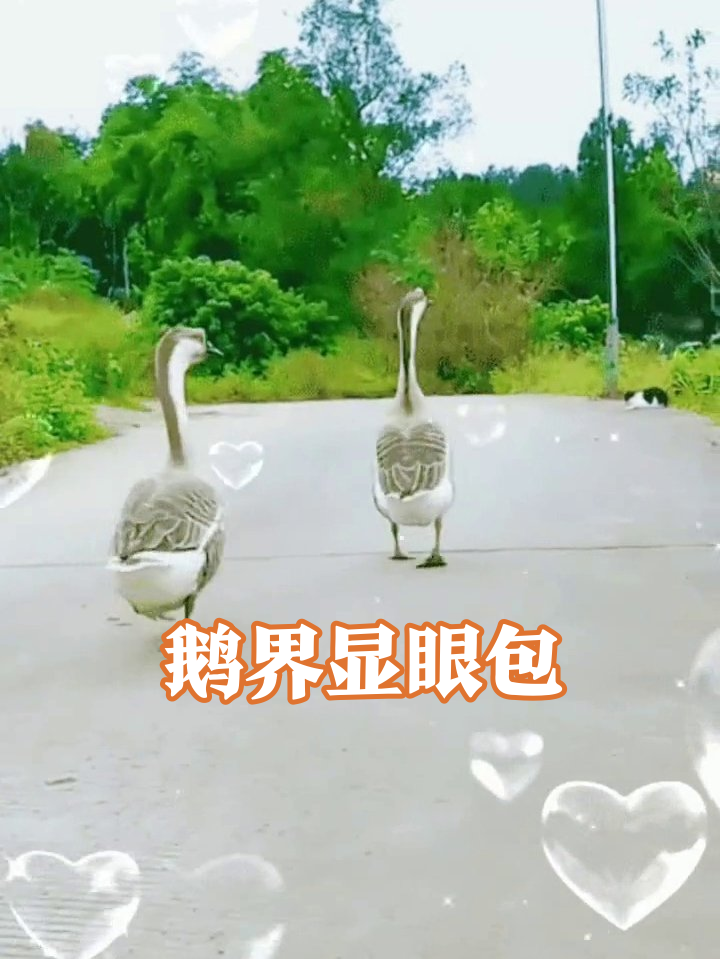 两只鹅走路神同步,自带爱心特效笑翻网友