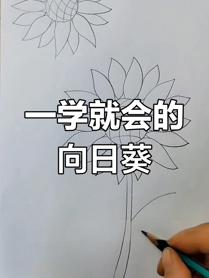 简单向日葵画法,轻松学会