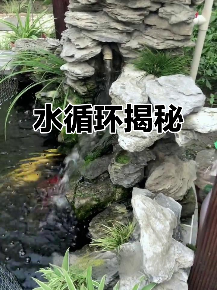 揭秘鲤鱼池水循环，过滤系统全解析！