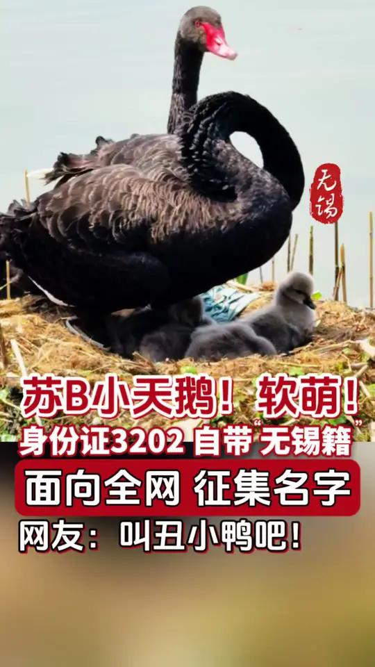 苏B小天鹅宝宝！身份证3202！面向全网 征集名字  #万物皆有灵性 #动物的迷惑行为 #