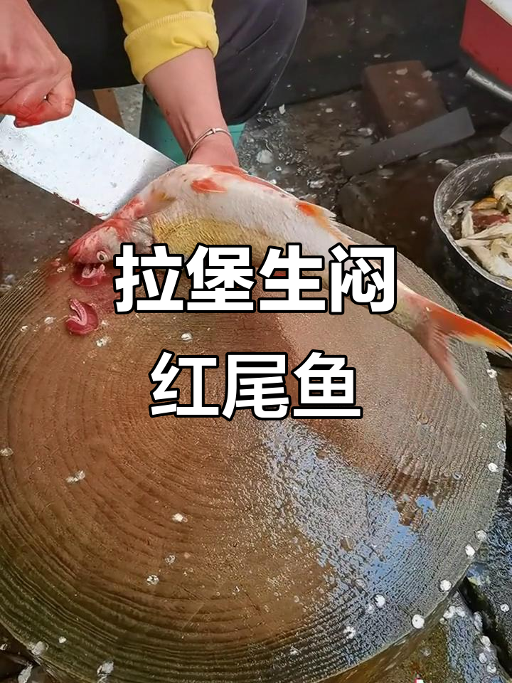 今晚去拉堡体验野生红尾鱼,辣味十足让人回味无穷